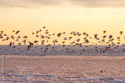 A flock of oystercatchers and bar-tailed godwits on the beach on a winter day.
Een zwerm scholeksters en rosse grutto's op een winterse dag op het strand. photo