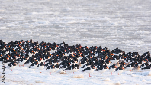 A flock of oystercatchers on a winter day at the beach.
Een zwerm scholeksters op een winterse dag op het strand.