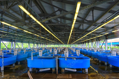 Incubators for artificial breeding of sturgeon at the fish hatchery.  Jewish Autonomous region, far East, Russia.