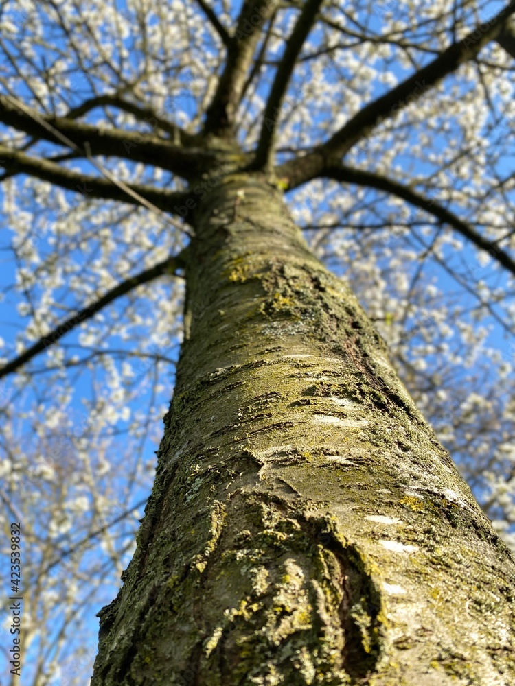 Fototapeta premium Close-up on the bark of a Japanese cherry tree. Trunk in low angle view. Selective focus, deliberately blurred background.