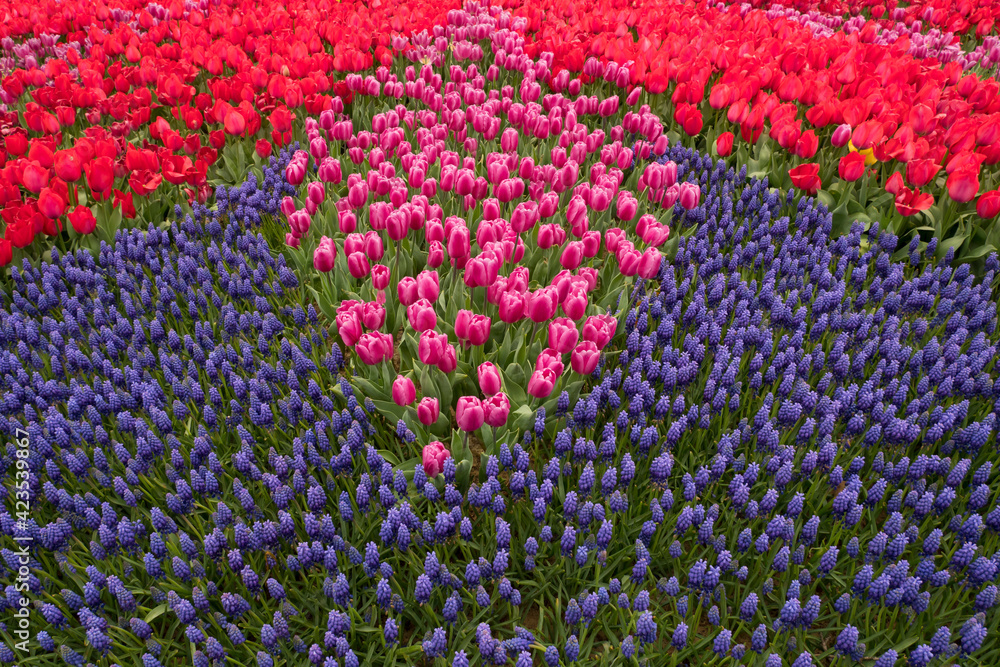 bed with red and white tulips and blue grape hyacinths