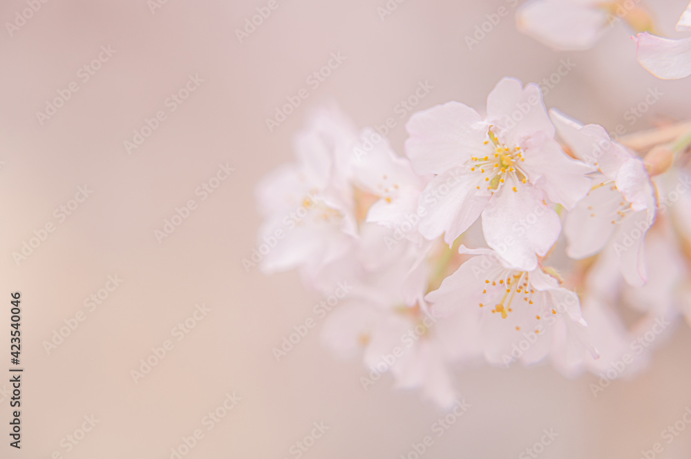 pink sakura blooming in japan park in spring season pink sakura blooming in japan park in spring season
