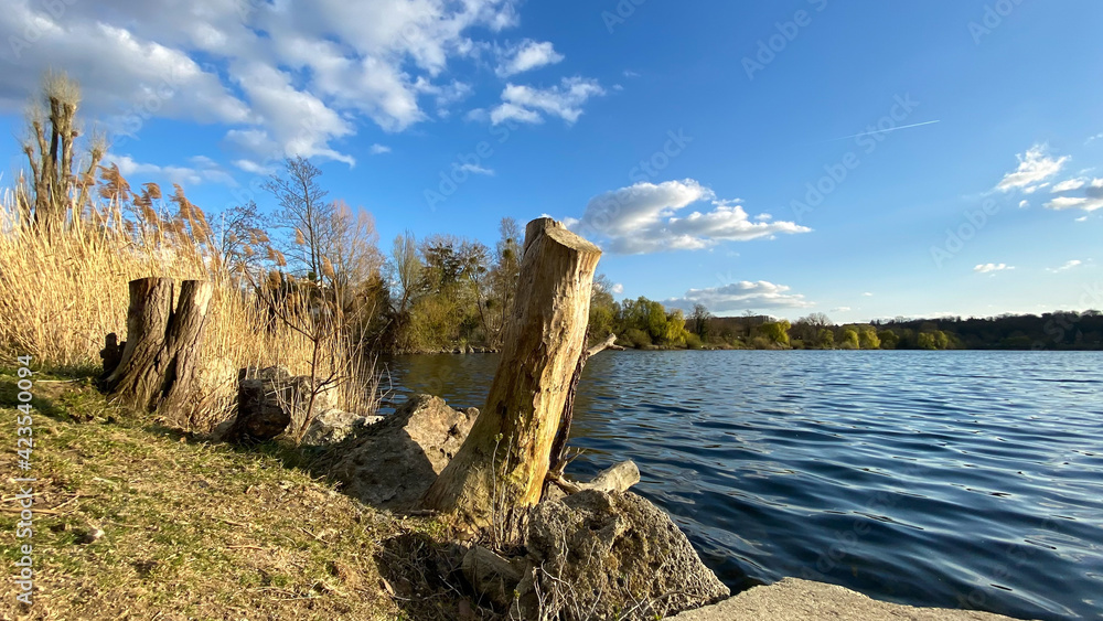 Rural scene. Trunk tree ans pampas grass in front of a lake. Rural scene. Trunk tree ans pampas grass in front of a lake.