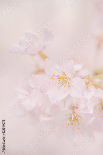 pink sakura blooming in japan park in spring season