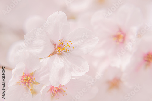pink sakura blooming in japan park in spring season