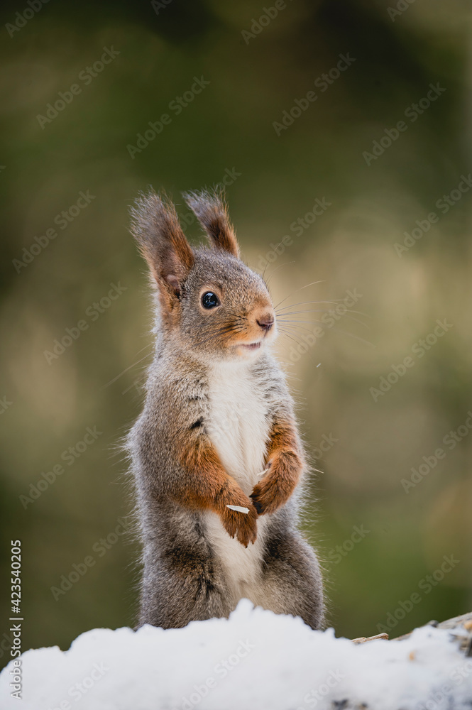 Squirrel rodent small cute animal winter forest woods wildlife Squirrel rodent small cute animal winter forest woods wildlife