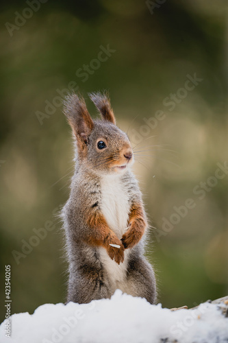 Squirrel rodent small cute animal winter forest woods wildlife