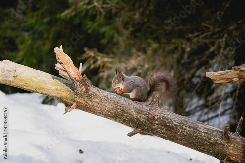 Squirrel rodent small cute animal winter forest woods wildlife © EIVIND
