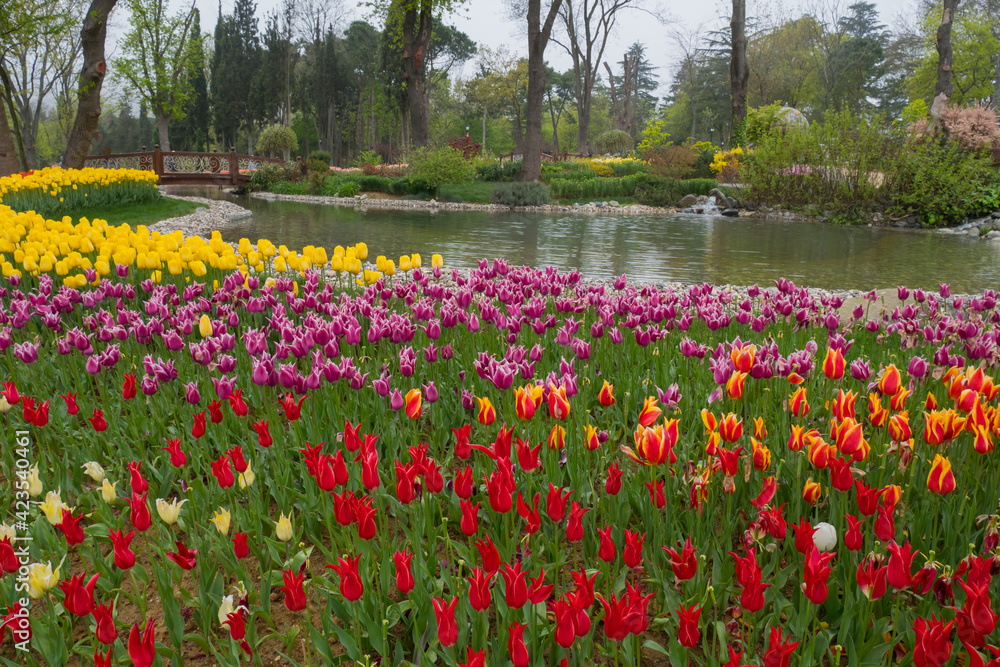 Istanbul beautiful view with colorful tulips around pool during spring Tulip Festival from Emirgan Park Turkey. Best destination visit of touristic tulip garden of Istanbul.