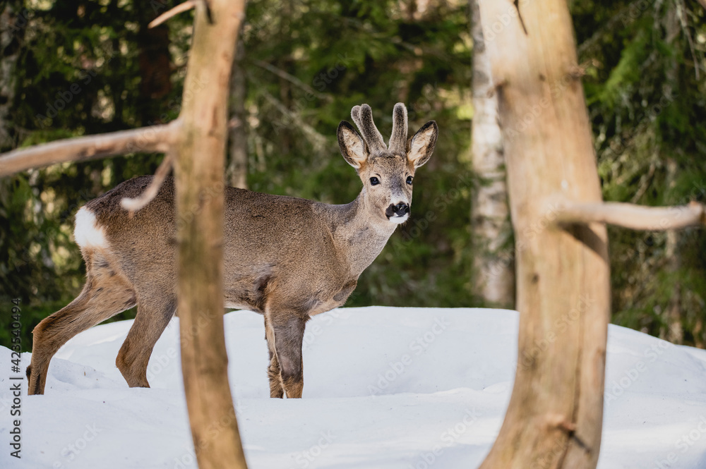 Deer white tail animal forest woods wildlife winter snow Deer white tail animal forest woods wildlife winter snow
