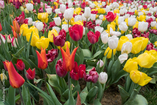 Tulips in Emirgan Park Istanbul Turkey