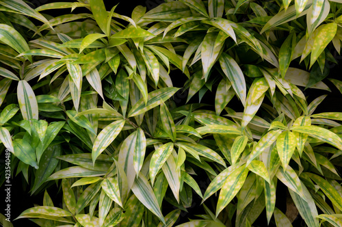Natural background of green striped leaves in the tropical garden on dark background.