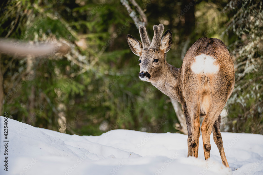 Deer white tail animal forest woods wildlife winter snow Deer white tail animal forest woods wildlife winter snow
