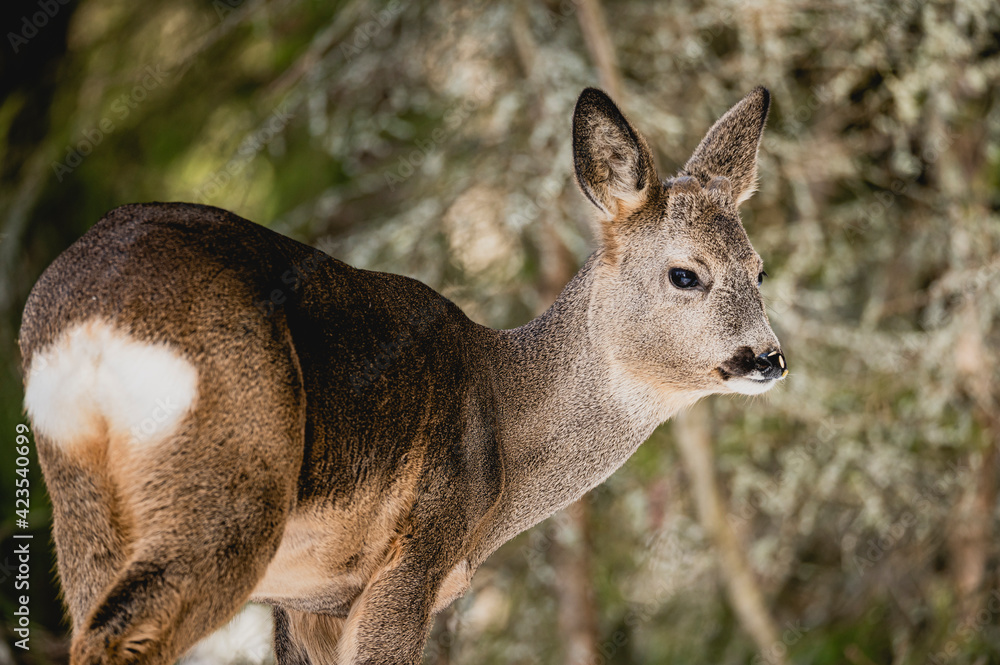 Fototapeta premium Deer white tail animal forest woods wildlife winter snow