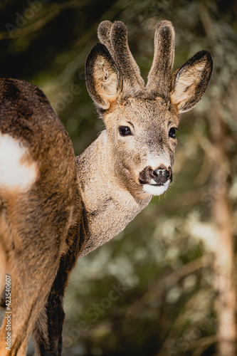 Deer white tail animal forest woods wildlife winter snow