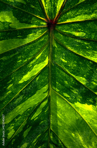 Background of the natural pattern of leaf