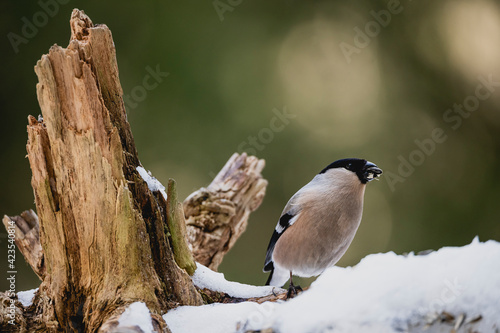 Bird chaffinch hawfinch bullfinch tree branch winter wildlife nature songbird photo