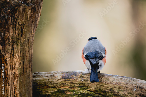 Bird chaffinch hawfinch bullfinch tree branch winter wildlife nature songbird photo