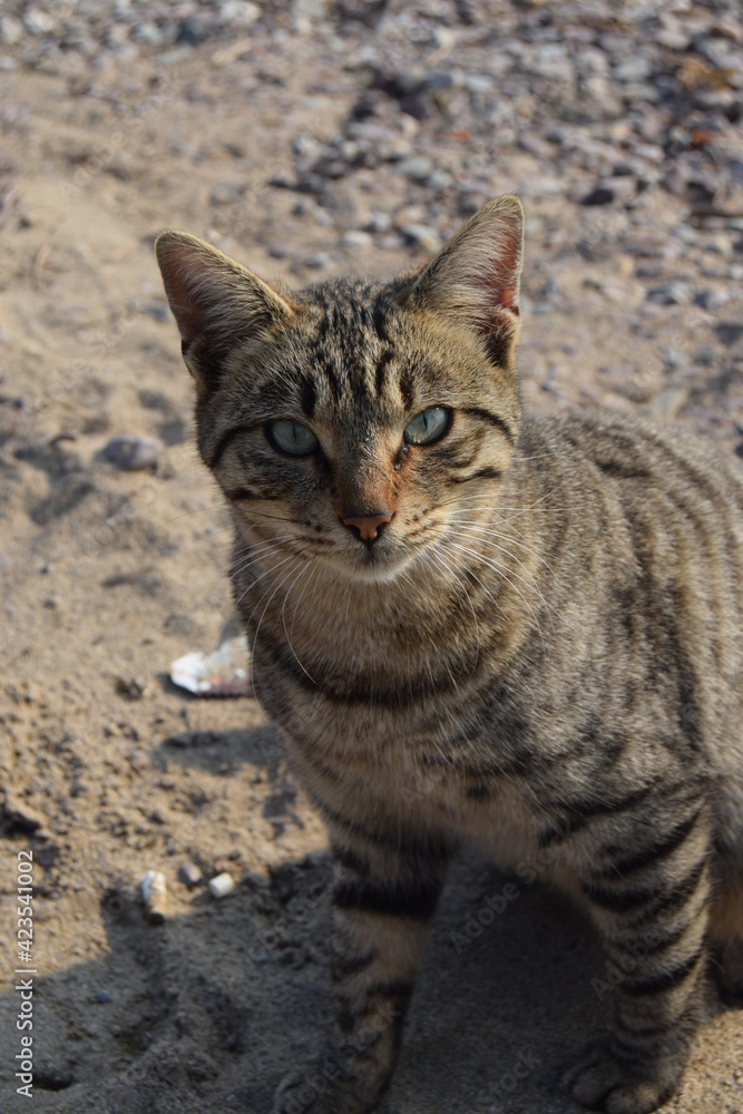 Corius cat looks at the camera Corius cat looks at the camera