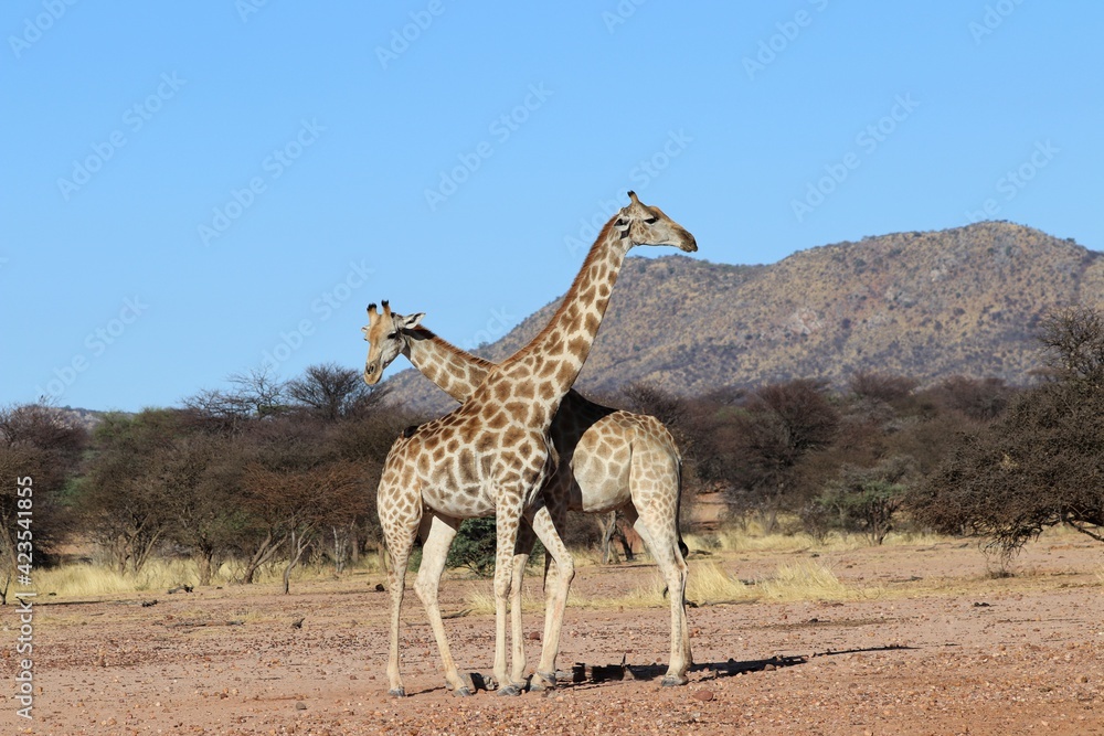 Obraz premium beautiful giraffes - Namibia, Africa