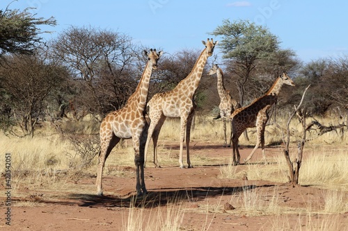 Photography beautiful giraffes - Namibia, Africa