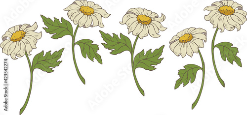 Vector collection with camomile blooming flowers. Set of vector chamomiles.