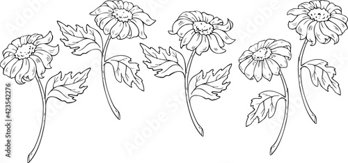 Wallpaper Mural Vector collection with daisy flowers silhouettes. Flower design for coloring book. Torontodigital.ca