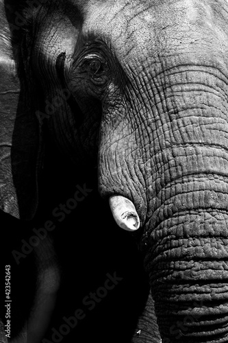 African elephant close-up in textured black and white processed