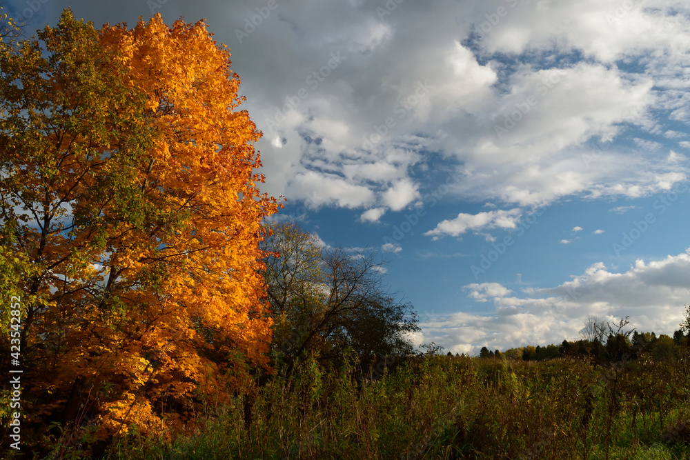 Fototapeta premium autumn in the forest