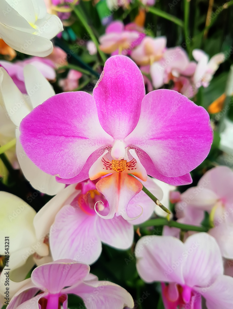 Close up photo of purple phalaenopsis orchid flowers in garden