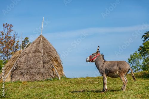 Donkey photo