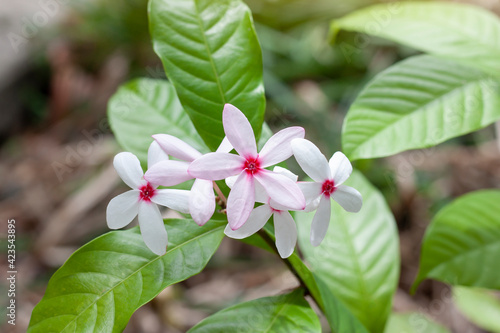 Shrub Vinca, Pink Kopsia, Pink Gardenia or Kopsia fruitcosa (Kerr)A. bloom on tree in the garden. photo