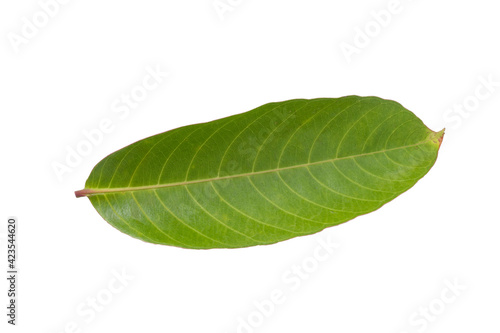 Green leaves on a white background Clipping path