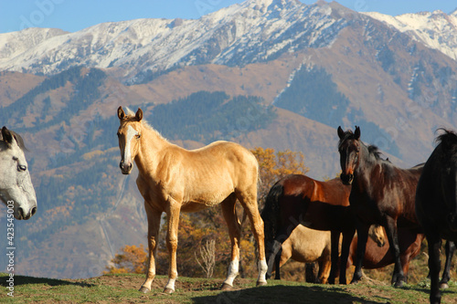 horses on a pasture, beautiful horses live in the mountains, the colt palomino grows in the mountains with parents among other horses