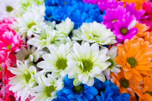 Texture of a multicolored bouquet of chrysanthemums. Bouquet of colored natural flowers.
