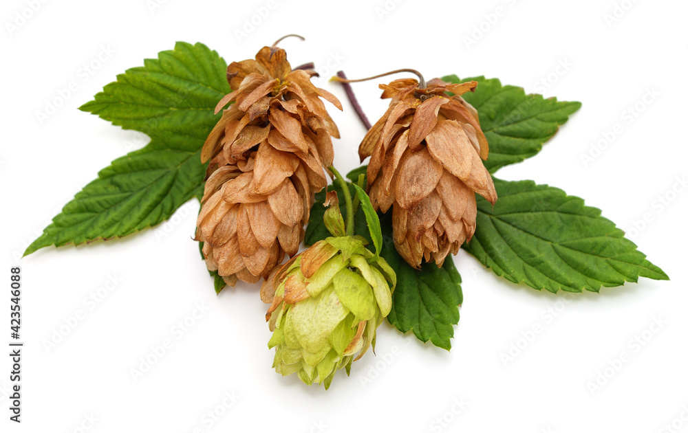 Green and dry hops and green leaves. Green and dry hops and green leaves.