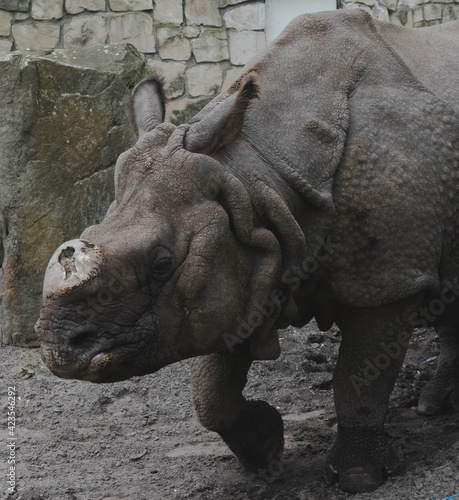 rhino at zoo