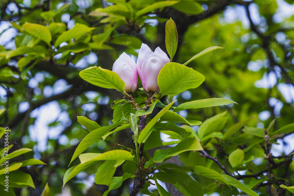 blossom on the magnolia tree blossom on the magnolia tree