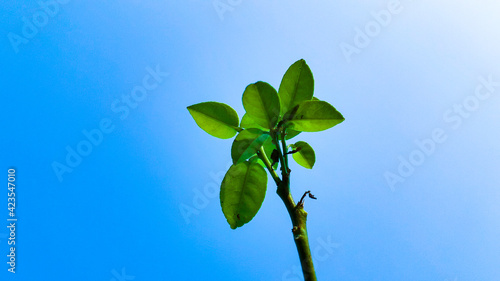 Nature Lemon Tree Leaves Against Blue Sky