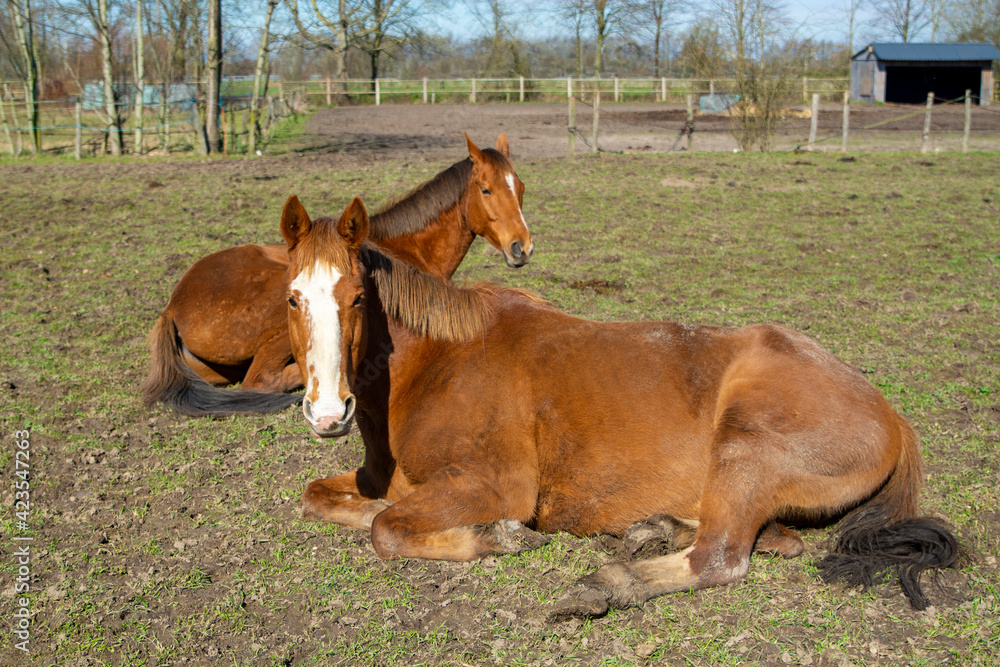 Two brown horses lying in the field in the morning sun Two brown horses lying in the field in the morning sun
