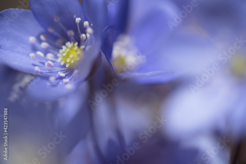 un bel gruppo di fiori primaverili, i primi anemoni con il loro colore blu viola fanno la loro comparsa nei prati in primavera, dettagli di anemoni  photo