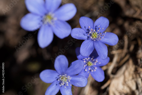 un bel gruppo di fiori primaverili  i primi anemoni con il loro colore blu viola fanno la loro comparsa nei prati in primavera  dettagli di anemoni 