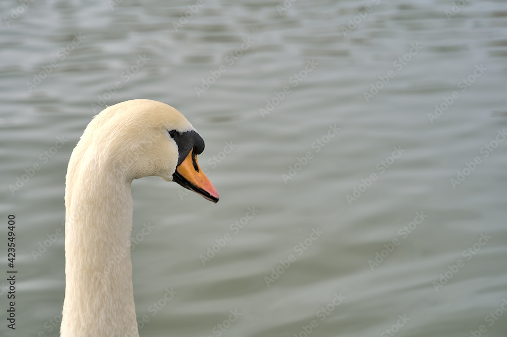 Beautiful view of neck and beak of white swan (Cygnus), Dublin, Ireland. Copy space Beautiful view of neck and beak of white swan (Cygnus), Dublin, Ireland. Copy space