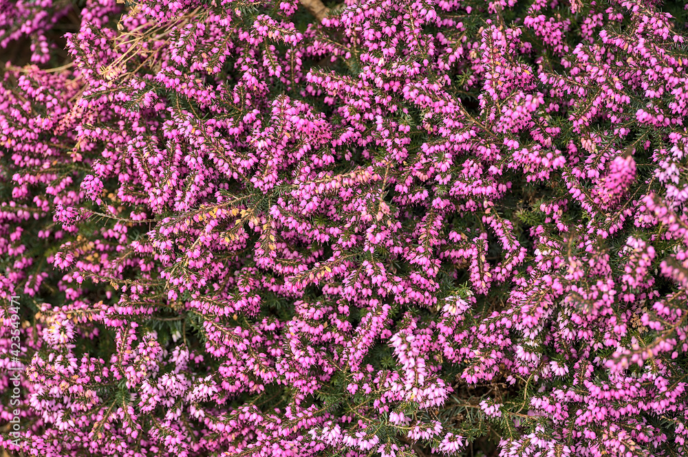 Beautiful uniform background of purple bell shaped heather (Erica cinerea) commonly growing in Great Britain and western Europe. High resolution. Seen in Dublin, Ireland Beautiful uniform background of purple bell shaped heather (Erica cinerea) commonly growing in Great Britain and western Europe. High resolution. Seen in Dublin, Ireland