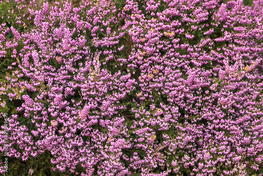 Beautiful uniform background of purple bell shaped heather (Erica cinerea) commonly growing in Great Britain and western Europe. High resolution. Seen in Dublin, Ireland