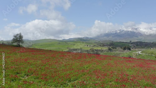 Madonie in spring. Blooming tulips of small common Blufi near the Petralie. Spring in Sicily. Madonie Park. Red tulips in bloom in front of the Sanctuary of the Madonna dell'Olio. photo