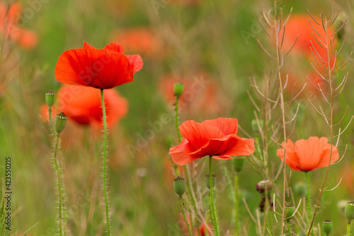 Beautiful red poppies on a summer field. Opium flowers  wild field. Summer background.