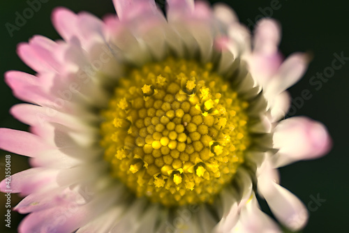 Beautiful macro top view of small single low growing chamomile  Mayweed  flower with pink colored petals  Dublin  Ireland. Soft and selective focus. Yellow and pink colors