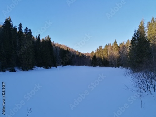snow covered trees