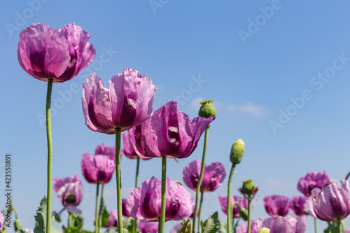 purple poppy field with blue sky